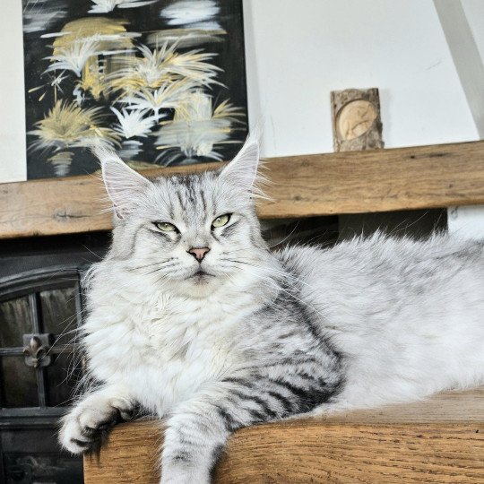 chat Maine coon black silver mackerel tabby SAVANNA Elevage de maine coon L'Or sauvage