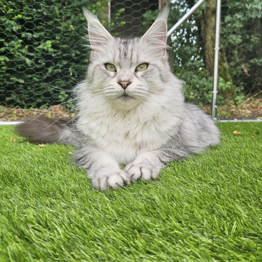 chat Maine coon black silver mackerel tabby SAVANNA Elevage de maine coon L'Or sauvage