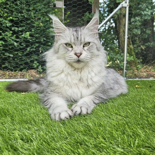 chat Maine coon black silver mackerel tabby SAVANNA Elevage de maine coon L'Or sauvage