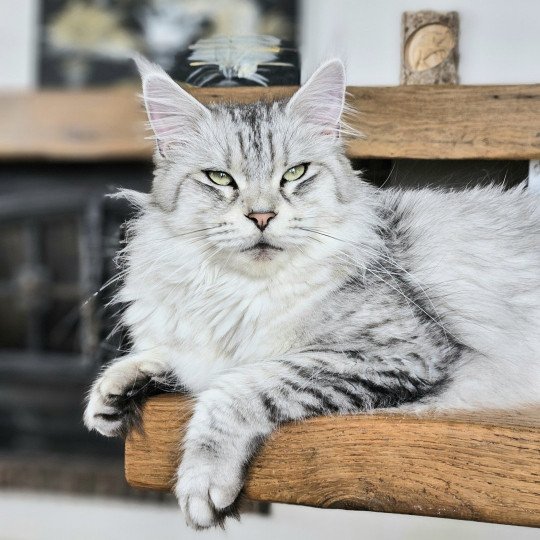 SAVANNA DE L'OR SAUVAGE Femelle Maine coon