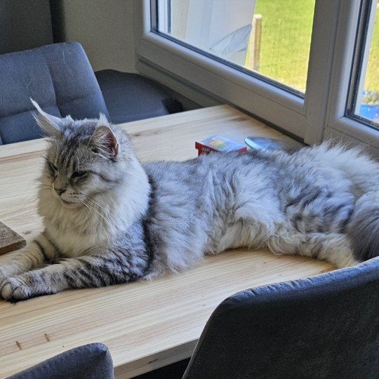 chat Maine coon black silver mackerel tabby SAVANNA Maine Coon de L'Or sauvage