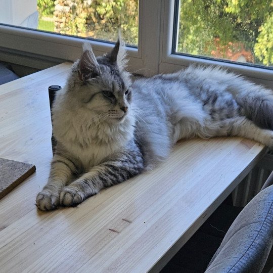 chat Maine coon black silver mackerel tabby SAVANNA Maine Coon de L'Or sauvage