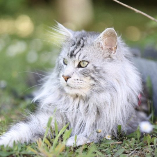 Sonix De la chatterie Alena Mâle Maine coon