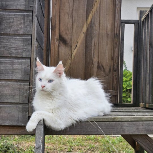 THEMIS DE L'OR SAUVAGE Femelle Maine coon