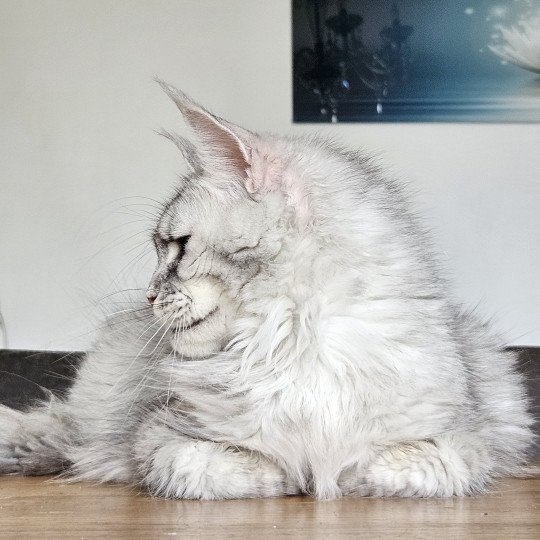chat Maine coon black tortie silver mackerel tabby TOKIO Maine Coon de L'Or sauvage