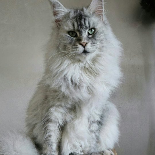 TOKIO DE L'OR SAUVAGE Femelle Maine coon