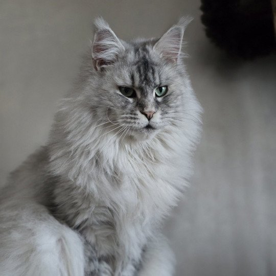 chat Maine coon black tortie silver mackerel tabby TOKIO Elevage de maine coon L'Or sauvage