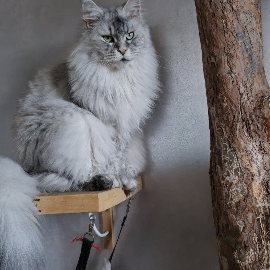 chat Maine coon black tortie silver mackerel tabby TOKIO Elevage de maine coon L'Or sauvage