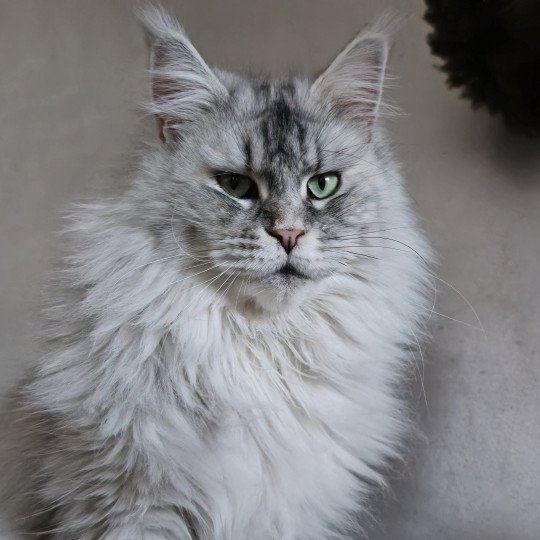 chat Maine coon black tortie silver mackerel tabby TOKIO Elevage de maine coon L'Or sauvage