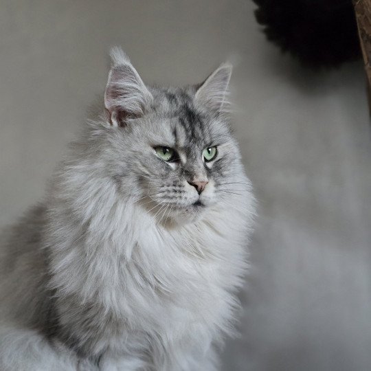 chat Maine coon black tortie silver mackerel tabby TOKIO Elevage de maine coon L'Or sauvage