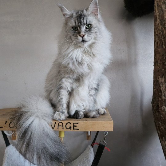 chat Maine coon black tortie silver mackerel tabby TOKIO Elevage de maine coon L'Or sauvage