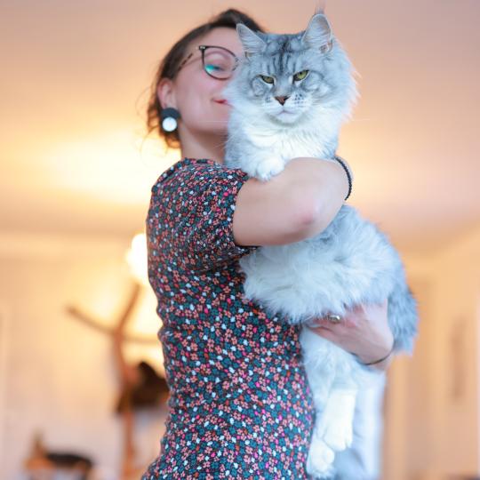 chat Maine coon black silver mackerel tabby & blanc U'DEMON DE SHOGANAÏ Elevage de maine coon L'Or sauvage
