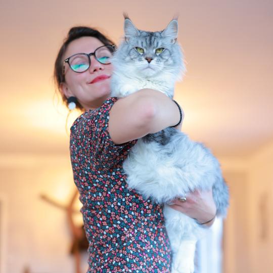U'DEMON DE SHOGANAÏ DE L'OR SAUVAGE Femelle Maine coon