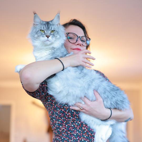 chat Maine coon black silver mackerel tabby & blanc U'DEMON DE SHOGANAÏ Elevage de maine coon L'Or sauvage
