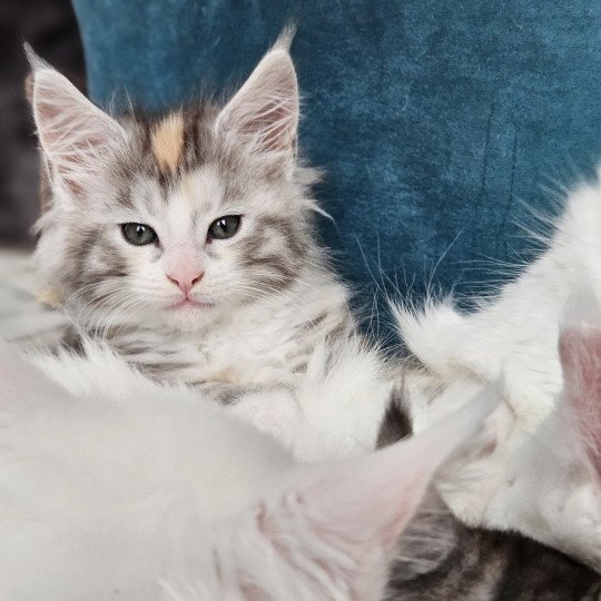 chaton Maine coon black tortie silver mackerel tabby & blanc Umélia Maine Coon de L'Or sauvage