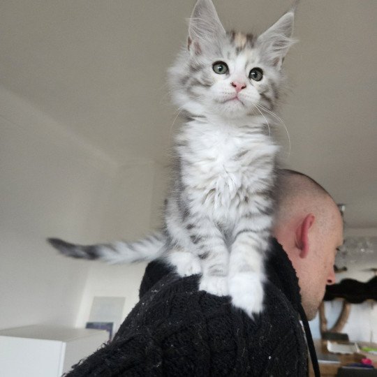 chaton Maine coon black tortie silver mackerel tabby & blanc Umélia Maine Coon de L'Or sauvage