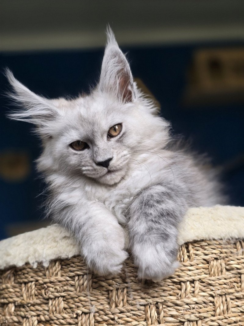 VAIANA de L'Or sauvage Femelle Maine coon