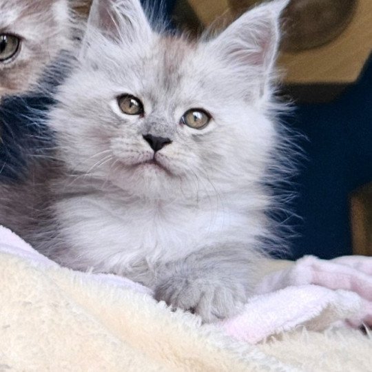 chaton Maine coon black silver mackerel tabby VIOLETTE Elevage de maine coon L'Or sauvage