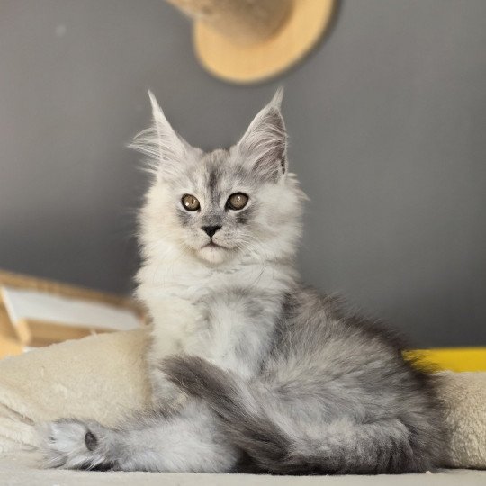 chaton Maine coon black silver mackerel tabby VIOLETTE Elevage de maine coon L'Or sauvage