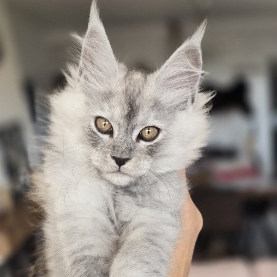 chaton Maine coon black silver mackerel tabby VIOLETTE Elevage de maine coon L'Or sauvage
