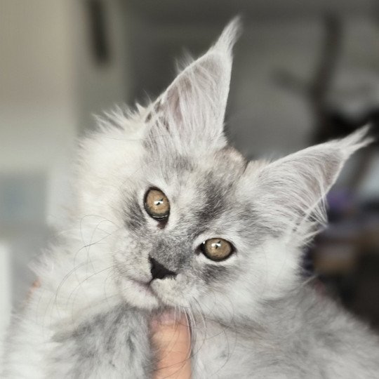 chaton Maine coon black silver mackerel tabby VIOLETTE Elevage de maine coon L'Or sauvage