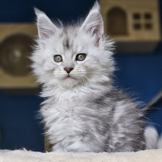 Vanko DE L'OR SAUVAGE Mâle Maine coon