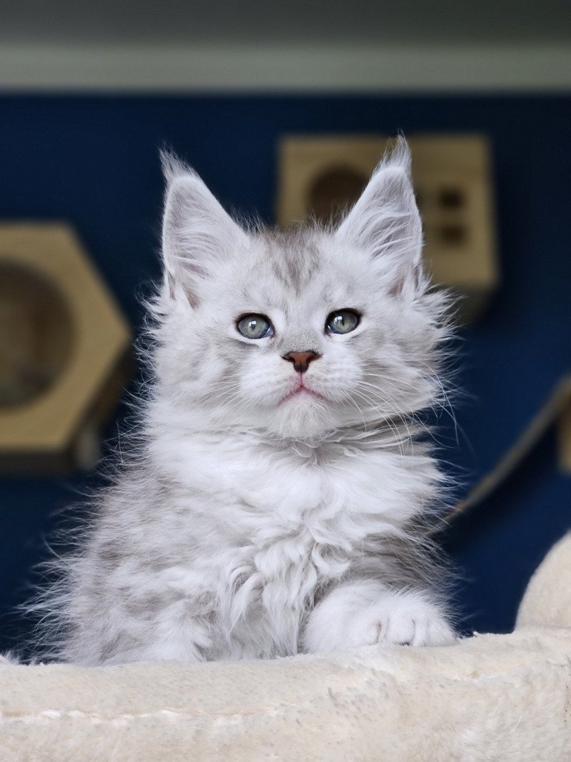 Victor DE L'OR SAUVAGE Mâle Maine coon
