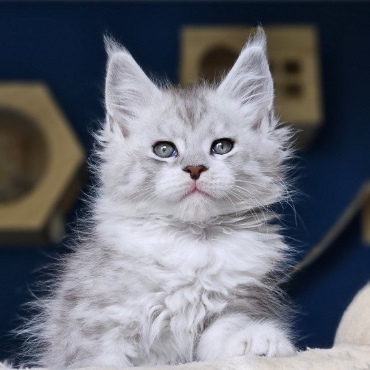 Victor DE L'OR SAUVAGE Mâle Maine coon