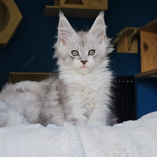 chaton Maine coon silver mackerel tabby & blanc Victor Maine Coon de L'Or sauvage