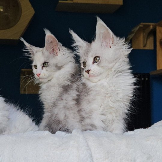 chaton Maine coon silver mackerel tabby & blanc Victor Maine Coon de L'Or sauvage