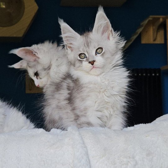 chaton Maine coon silver mackerel tabby & blanc Victor Maine Coon de L'Or sauvage