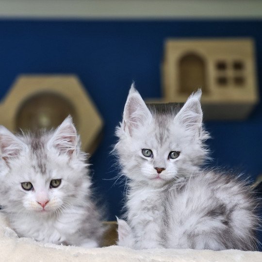chaton Maine coon silver mackerel tabby & blanc Victor Maine Coon de L'Or sauvage