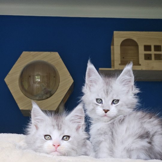 chaton Maine coon silver mackerel tabby & blanc Victor Maine Coon de L'Or sauvage