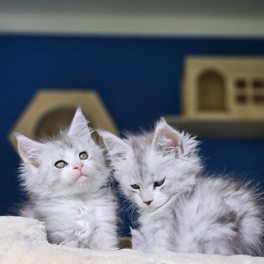 chaton Maine coon silver mackerel tabby & blanc Victor Maine Coon de L'Or sauvage