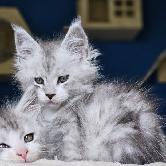 chaton Maine coon silver mackerel tabby & blanc Victor Maine Coon de L'Or sauvage
