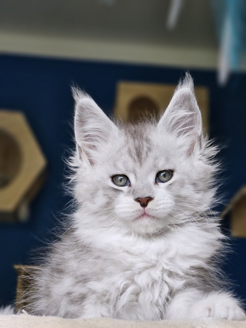 Victor DE L'OR SAUVAGE Mâle Maine coon