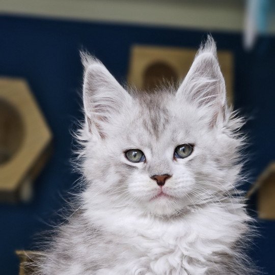 chaton Maine coon silver mackerel tabby & blanc Victor Maine Coon de L'Or sauvage