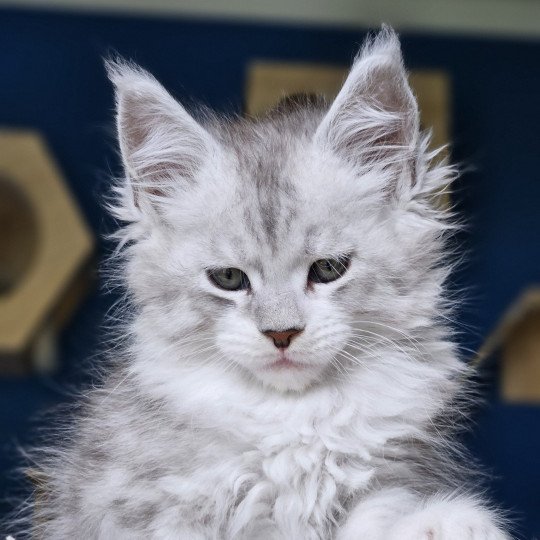 chaton Maine coon silver mackerel tabby & blanc Victor Maine Coon de L'Or sauvage