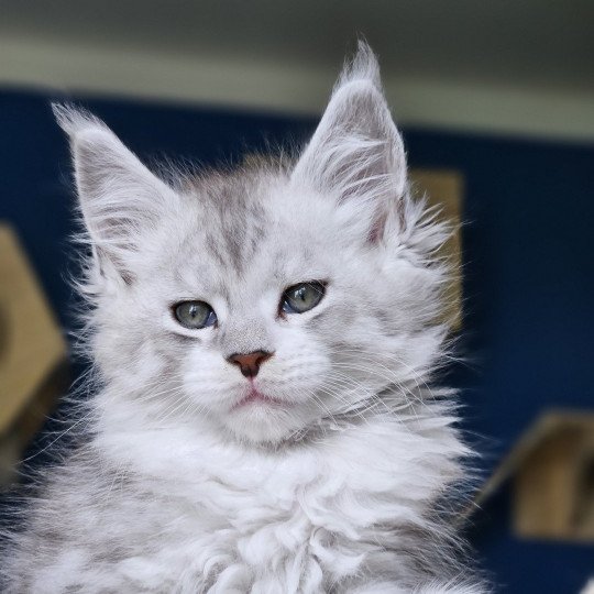 chaton Maine coon silver mackerel tabby & blanc Victor Maine Coon de L'Or sauvage