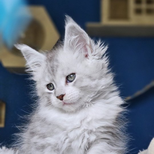 chaton Maine coon silver mackerel tabby & blanc Victor Maine Coon de L'Or sauvage