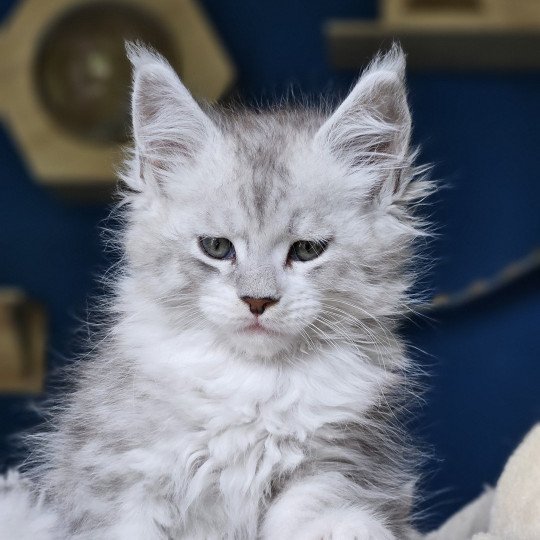 chaton Maine coon silver mackerel tabby & blanc Victor Maine Coon de L'Or sauvage