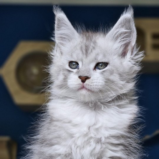chaton Maine coon silver mackerel tabby & blanc Victor Maine Coon de L'Or sauvage