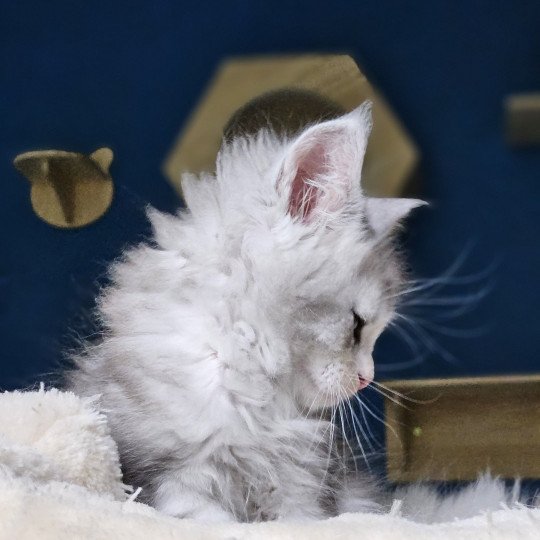 chaton Maine coon silver mackerel tabby & blanc Victor Maine Coon de L'Or sauvage