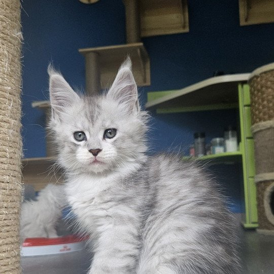 chaton Maine coon silver mackerel tabby & blanc Victor Maine Coon de L'Or sauvage