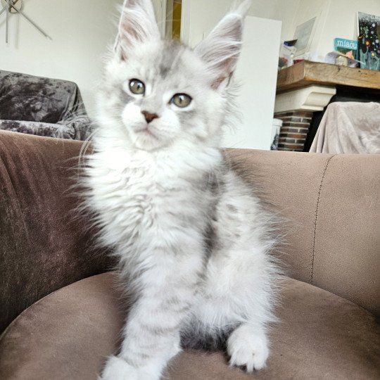 chaton Maine coon silver mackerel tabby & blanc Victor Maine Coon de L'Or sauvage