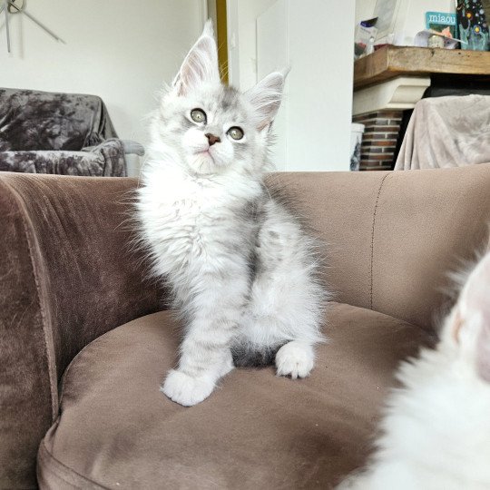 chaton Maine coon silver mackerel tabby & blanc Victor Maine Coon de L'Or sauvage