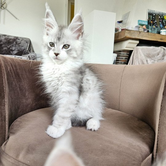 chaton Maine coon silver mackerel tabby & blanc Victor Maine Coon de L'Or sauvage