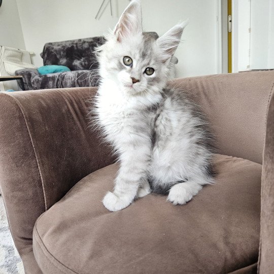 chaton Maine coon silver mackerel tabby & blanc Victor Maine Coon de L'Or sauvage