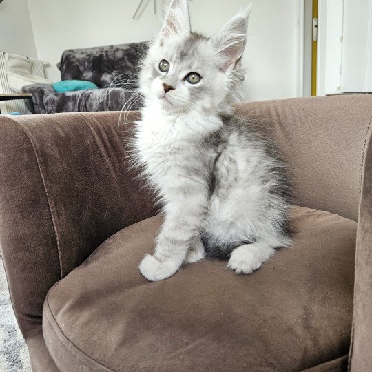 chaton Maine coon silver mackerel tabby & blanc Victor Maine Coon de L'Or sauvage