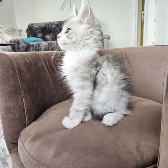 chaton Maine coon silver mackerel tabby & blanc Victor Maine Coon de L'Or sauvage